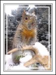 Squirrel_AntlerFinder.jpg