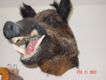 taxidermy_002.jpg