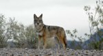 coyote_4_edited_1.jpg