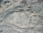 grizztrack.jpg