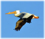 pelican1_copy.jpg