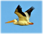 pelican_copy.jpg