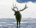 Elk1.JPG