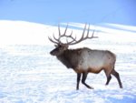 Elk4.JPG
