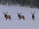 Elk5.JPG