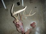 deadbuck31007.jpg