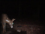 shed__1_buck_07_resized.jpg