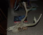 dustindeerskull1.jpg