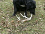 april6antler.jpg