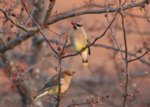 2waxwings.jpg