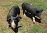 pigs2.jpg