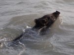 swimmingPig.jpg