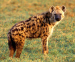 Hyena035w.jpg