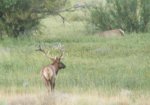 elk_tule_6x7_lone_pine_8_9_02.jpg