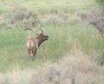 elk_tule_rrs_6x7_bugle_lone_pine_8_9_02.jpg