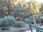 elk1.JPG