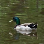 mallard.jpg
