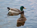 Mallard__Pair.JPG