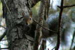squirrel__9_25_03.jpg