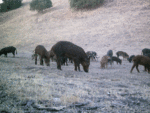 canyon_pigs_7_18_07.gif