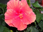 hibiscus3.JPG
