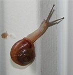 snail.JPG