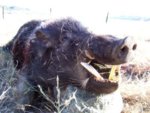 Big_Hog_7.jpg