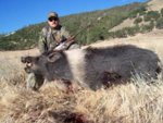 Big_Hog_2.jpg