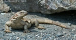 Chuckwalla_lizard_2.jpg