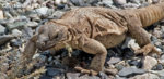 chuckwalla_Lizard_4.jpg