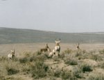antelope.jpg