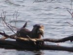 Otter Fish 1.jpg