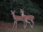 fawns.JPG