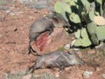 Javalina_San_Carlos_2005_005.jpg