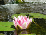 Pond_lilly.JPG