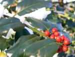 holly.JPG