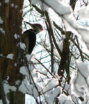 woodpecker.JPG