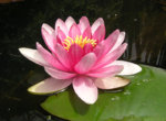Pond_lilly_2.jpg