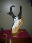 2007_Antelope.jpg