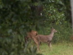thurdeer2.JPG