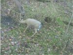 BuckOnDecoy.jpg