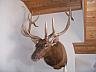 elk4.jpg