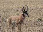 07_0909_Chimineas_Pronghorn__52__small.JPG