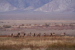 11_18_07_G3_Scouting_elk_2.jpg