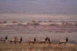 11_18_07_G3_Scouting_elk_2.jpg
