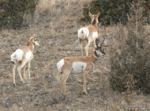 antelope_buck_1A.png