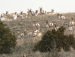 antelope_herd_1A.png