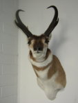antelope_1.jpg