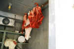 meat_locker.gif