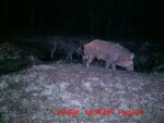 trail_cam_pigs_4.jpg